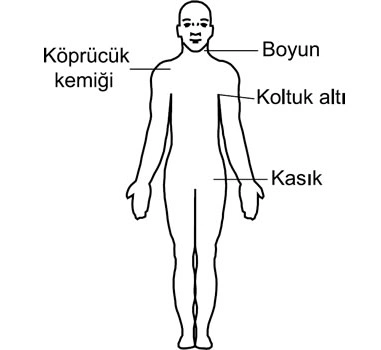 Ehliyet sorusu görseli: Bacaktaki kanamalarda şekilde gösterilen hangi bölgeye basınç uygulanmalıdır?